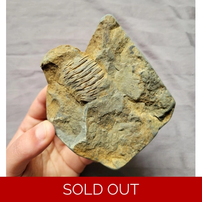 Rare Dipleura Fossil Trilobite Devonian of Sangerfield New York Rare Dipleura Fossil Trilobite Devonian of Sangerfield New York